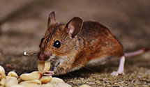 24 Hour & Emergency Exterminators in San Clemente, CA